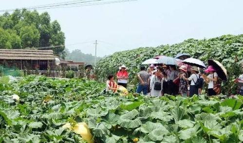 乡下吃瓜的情景,夏日乡村吃瓜盛宴