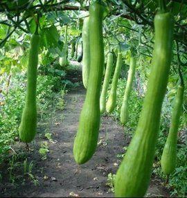 乡下吃瓜的情景,夏日乡村吃瓜盛宴