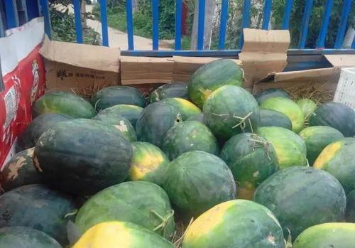 乡下吃瓜的情景,夏日乡村吃瓜盛宴