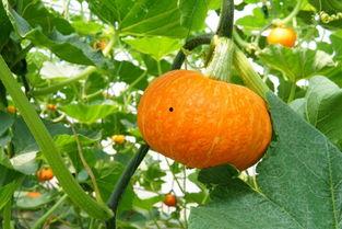 _吃瓜檬主,网络红人的崛起与影响力