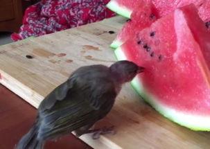 吃瓜小鸟,揭秘娱乐圈的幕后故事