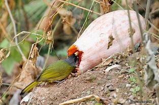 吃瓜小鸟,揭秘娱乐圈的幕后故事
