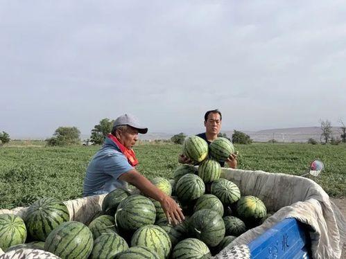 福建长乐吃瓜,夏日炎炎，瓜香四溢的美食之旅