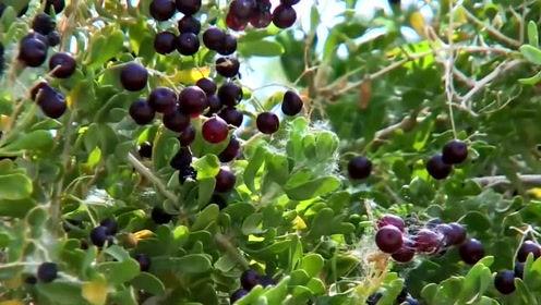 小孙的吃瓜频道,揭秘娱乐圈幕后故事