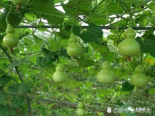 葫芦瓜 皮可以吃吗,可食用的天然美味