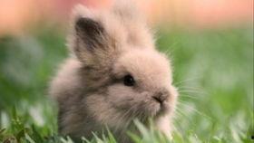 路过吃瓜的兔子,揭秘吃瓜背后的故事