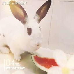 路过吃瓜的兔子,揭秘吃瓜背后的故事