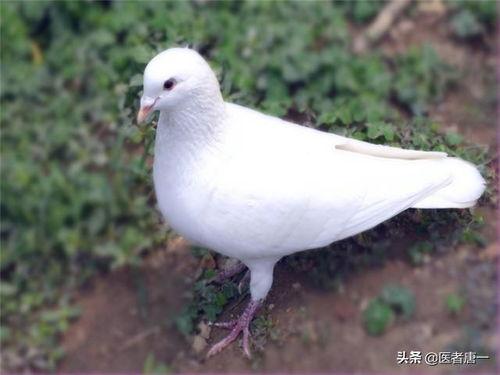 小瓜和鸽子能一起吃吗,探讨两者共食的可能性