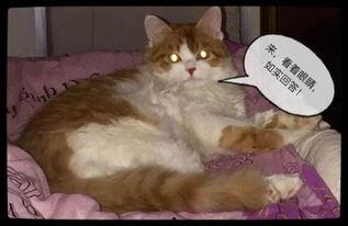 猫吃红薯瓜,红薯瓜的诱惑与营养