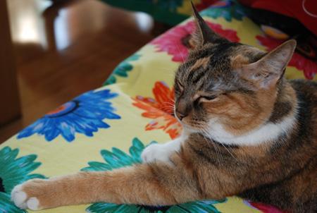 猫吃红薯瓜,红薯瓜的诱惑与营养