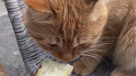 猫吃红薯瓜,红薯瓜的诱惑与营养