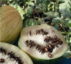 吃瓜的籽消化不了,吃瓜籽消化难题背后的科学真相