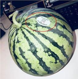 哈尔滨网红吃瓜,揭秘冰城美食圈的热辣故事