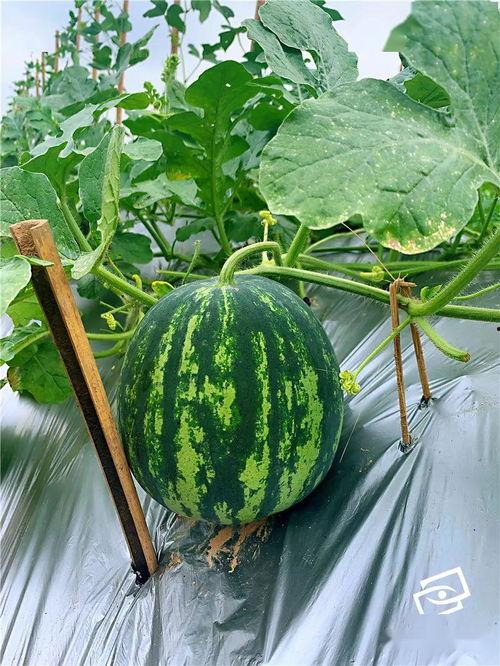 吃瓜群众吴,吃瓜群众吴生的趣味生活点滴