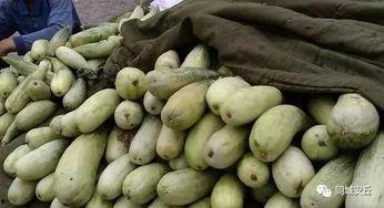 吃稀碎的瓜,轻松享受吃稀碎瓜的清爽时光