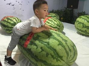 吃瓜还得坐着吃,坐着吃瓜，品味夏日悠闲时光