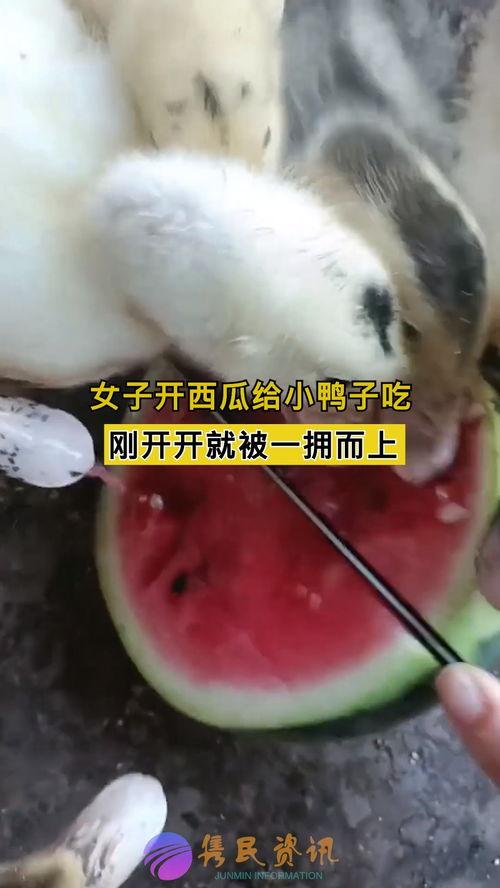 小鸭苗吃瓜能给他吃吗,瓜果盛宴的探索之旅