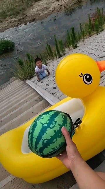 小鸭苗吃瓜能给他吃吗,瓜果盛宴的探索之旅