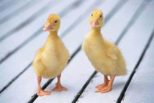 小鸭苗吃瓜能给他吃吗,瓜果盛宴的探索之旅