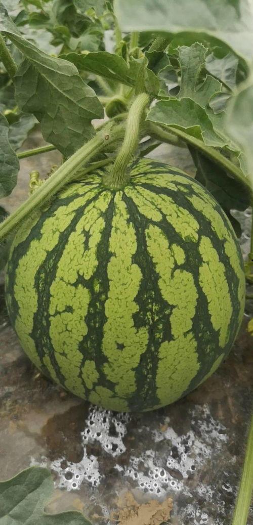 舟山中介吃瓜,揭秘吃瓜背后的行业真相