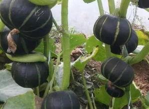 51吃瓜一栗,揭秘娱乐圈背后的那些事儿