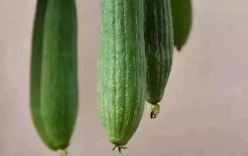 诡宝吃瓜,揭秘娱乐圈背后的神秘故事