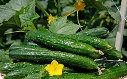 立枝吃瓜,揭秘娱乐圈的甜蜜瓜田